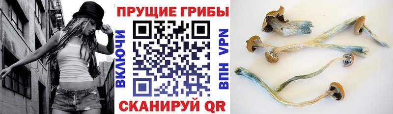 Псилоцибиновые грибы мицелий  как найти наркотики  Нерехта 